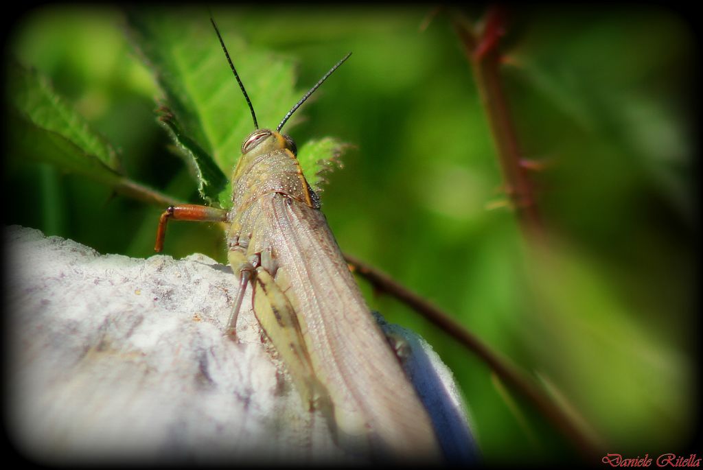 Anacridium aegyptium???